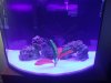 saltwater fishtank.jpg