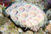 coral4.jpg