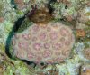 coral2.jpg