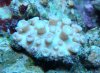 coral1.jpg