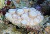 coral3.jpg