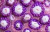 qgoniopurple590348.jpg