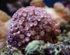 goniopora_sp_purple.jpg
