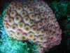 m-cavernosa-main.jpg