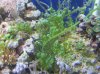 fish tank 006.jpg
