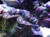 barnacle.jpg