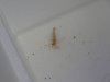 DSC01174.JPG