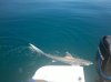 TigerShark.jpg