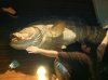 Grouper.jpg