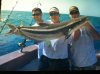 cobia.jpg
