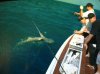 shark.jpg