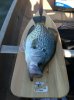 Crappie1.jpg