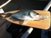 Crappie2.jpg