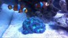 acan.jpg