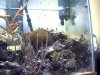 reef4.jpg