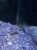 snail1.jpg