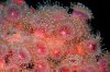 Corynactis%20californica%20OR%206%2008.jpg