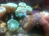 Coral_Attack.jpg