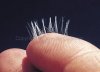 bristleworm%20spines%20finger_396x287.jpg