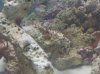IDcoral.jpg