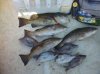Grouper.jpg