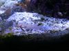 orange goby.jpg