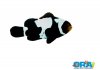 black-snowflake-clownfish.jpg