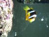 fish1.JPG