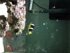 fish2.JPG