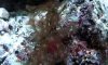 Polyps1.jpg