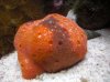 sponge 2.jpg