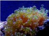 purple tip frogspawn.jpg