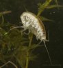 amphipod_2347.jpg