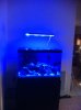 New Light Actinics.jpg