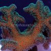 p-40102-orange-guttatus.jpg