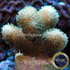 p-42401-stylophora.jpg