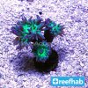 p-79267-reefhab-duncan.jpg