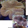 p-85134-mushroom-toadstool.jpg