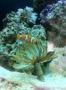 Clownfish1.jpg