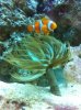 Clownfish2.jpg