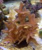 birdsnest_coral.jpg