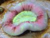 brain_coral.jpg