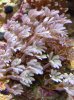 clove_coral.jpg