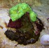 trumpet_coral.jpg