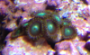 green_zoas.png