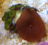 mushroom_polyps.png