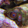 red_zoas.png