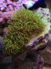 star_polyps.jpg