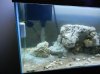 Goby on Cleaner.JPG