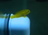 Goby.JPG